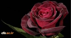 صفحه تخلفات اداری