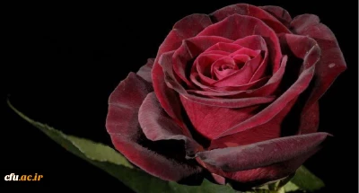 صفحه اداره تخلفات اداری