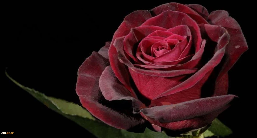 صفحه تخلفات اداری