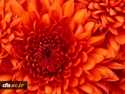 ایجاد رشته جدید