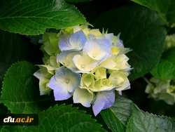 همایش ازدواج دانشجویی 4