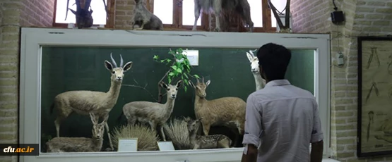 بازدید جمعی از دانشجومعلمان پردیس شهیدان پاک نژاد از موزه علوم طبیعی یزد 9