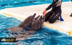 بازدید کارکنان سازمان مرکزی از مجموعه تفریحی دلفیناریوم برج میلاد 3