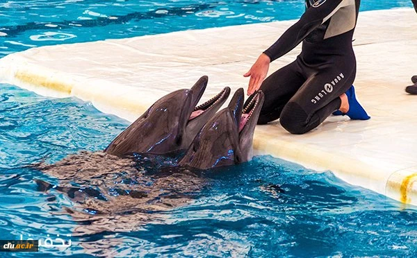 بازدید کارکنان سازمان مرکزی از مجموعه تفریحی دلفیناریوم برج میلاد 3