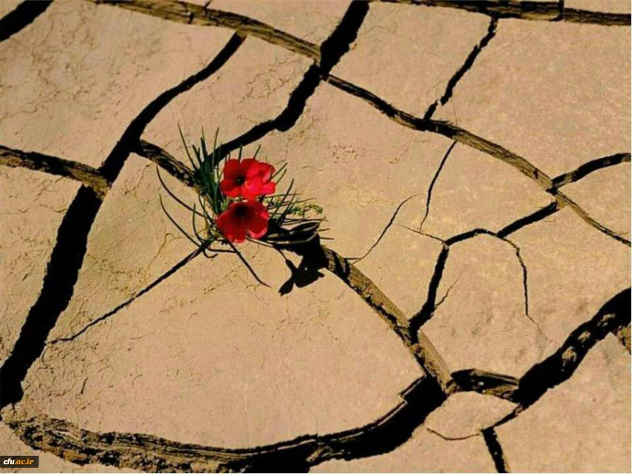 شهیدی که امام زمان (عج) کفنش کرد...
اَلسّلامُ عَلَیکَ یا بَقیَّه الله 2