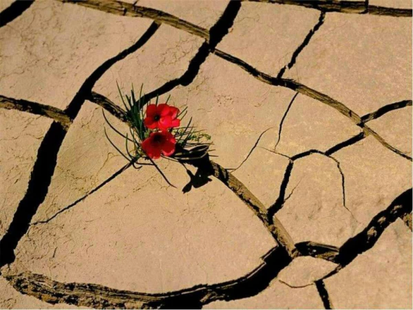 برو بیرون من خودم باید این شهید را کفن کنم. 7