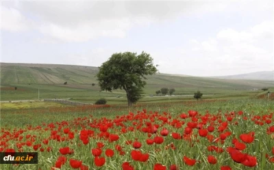پردیس الزهرا(س) سمنان (خواهران)