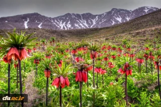 مرکز آموزش عالی شهید میرشاکی الیگودرز (برادران)