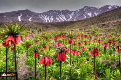 مرکز آموزش عالی شهید میرشاکی الیگودرز (برادران)