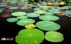 پردیس حضرت صدیقه طاهره (س) ساری 2