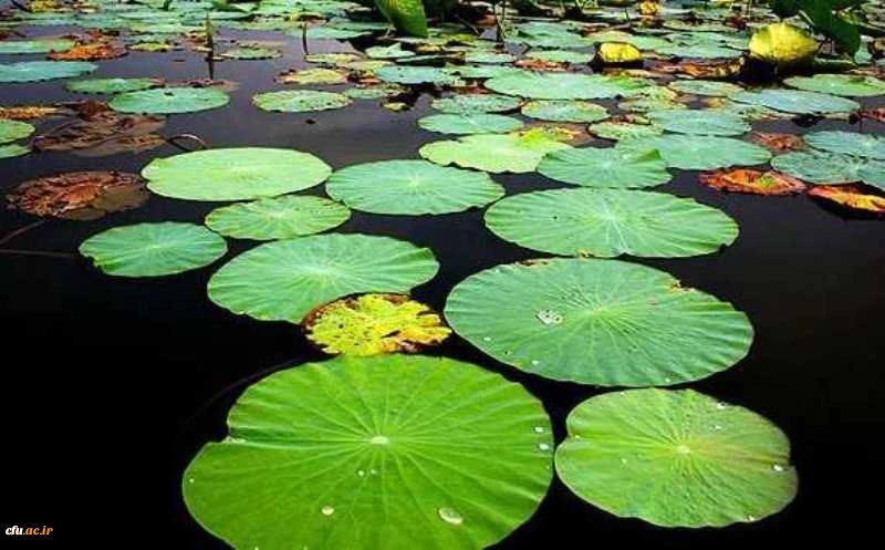 پردیس حضرت صدیقه طاهره (س) ساری 2