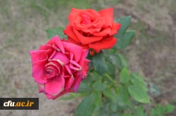 برگزاری دوره بالندگی حرفه ای سرپرستان شبانه روزی منطقه 5 کشوری

 در مدیریت امور پردیس های استان خوزستان