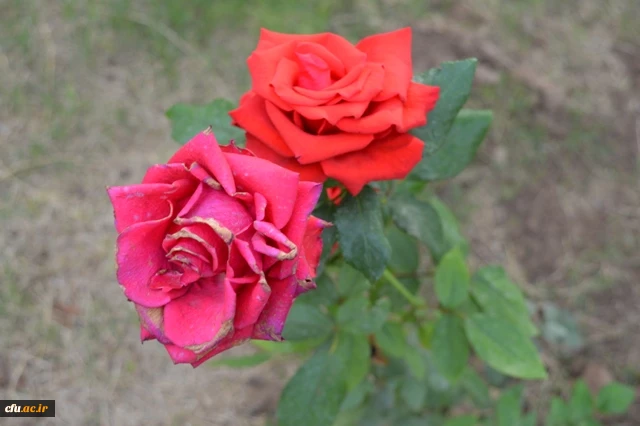 برگزاری دوره بالندگی حرفه ای سرپرستان شبانه روزی منطقه 5 کشوری

 در مدیریت امور پردیس های استان خوزستان