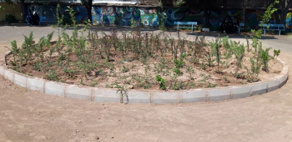 بهینه سازی فضای سبز پردیس بنت الهدی صدر قزوین با همکاری شهرداری 2