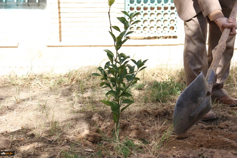کاشت نهال همزمان با روز درختکاری و فرارسیدن هفته منابع طبیعی
 5