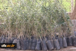 کاشت نهال همزمان با روز درختکاری و فرارسیدن هفته منابع طبیعی
 2