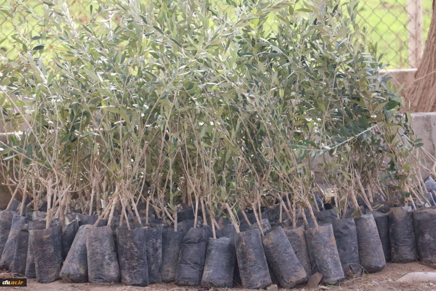 کاشت نهال همزمان با روز درختکاری و فرارسیدن هفته منابع طبیعی
 2