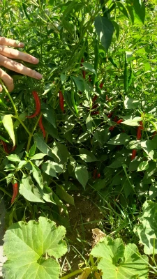 بازدید از مدرسه هوشمند سراج فرهیختگان تهران 9