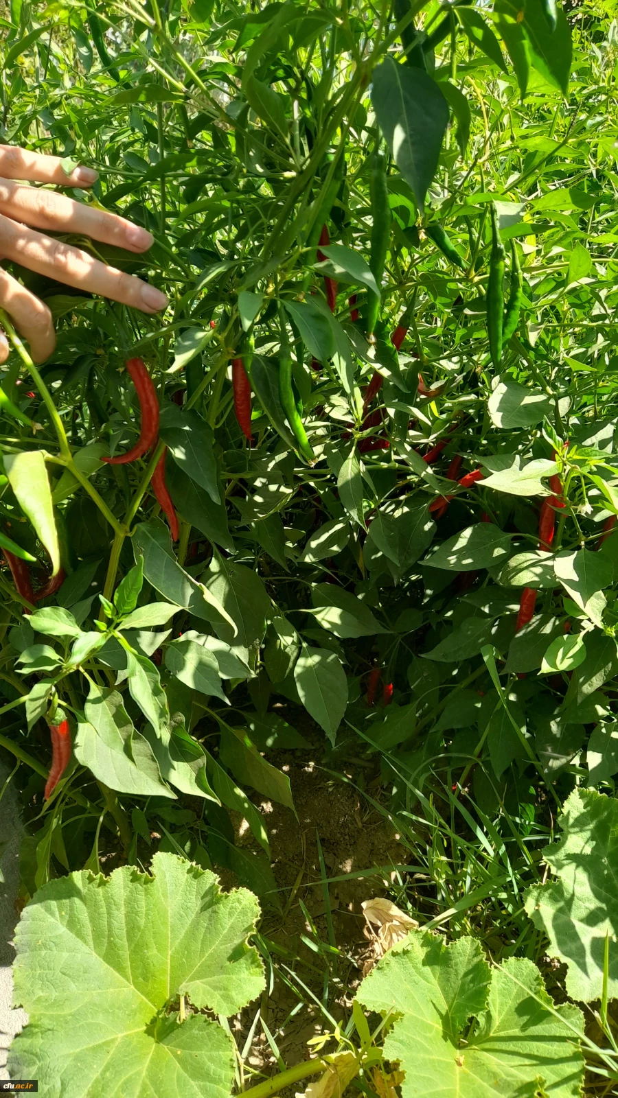 بازدید از مدرسه هوشمند سراج فرهیختگان تهران 9