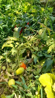 بازدید از مدرسه هوشمند سراج فرهیختگان تهران 10