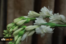 جشن میلاد حضرت فاطمه الزهرا(س) و گرامیداشت مقام مادر و زن 2