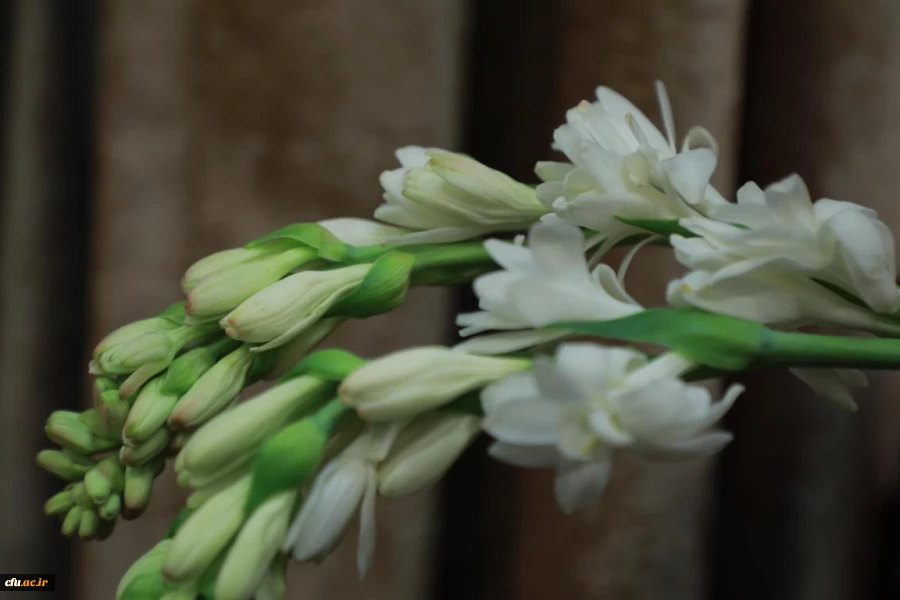 جشن میلاد حضرت فاطمه الزهرا(س) و گرامیداشت مقام مادر و زن 2