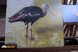 نمایشگاه و کارگاه تنوع زیستی در پردیس باهنر استان اصفهان 
 4