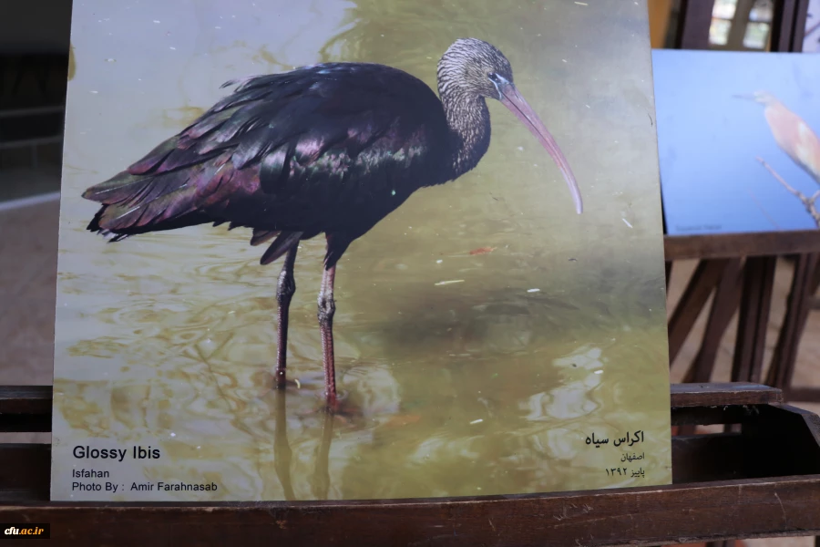 نمایشگاه و کارگاه تنوع زیستی در پردیس باهنر استان اصفهان 
 4