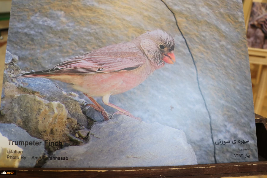 نمایشگاه و کارگاه تنوع زیستی در پردیس باهنر استان اصفهان 
 5