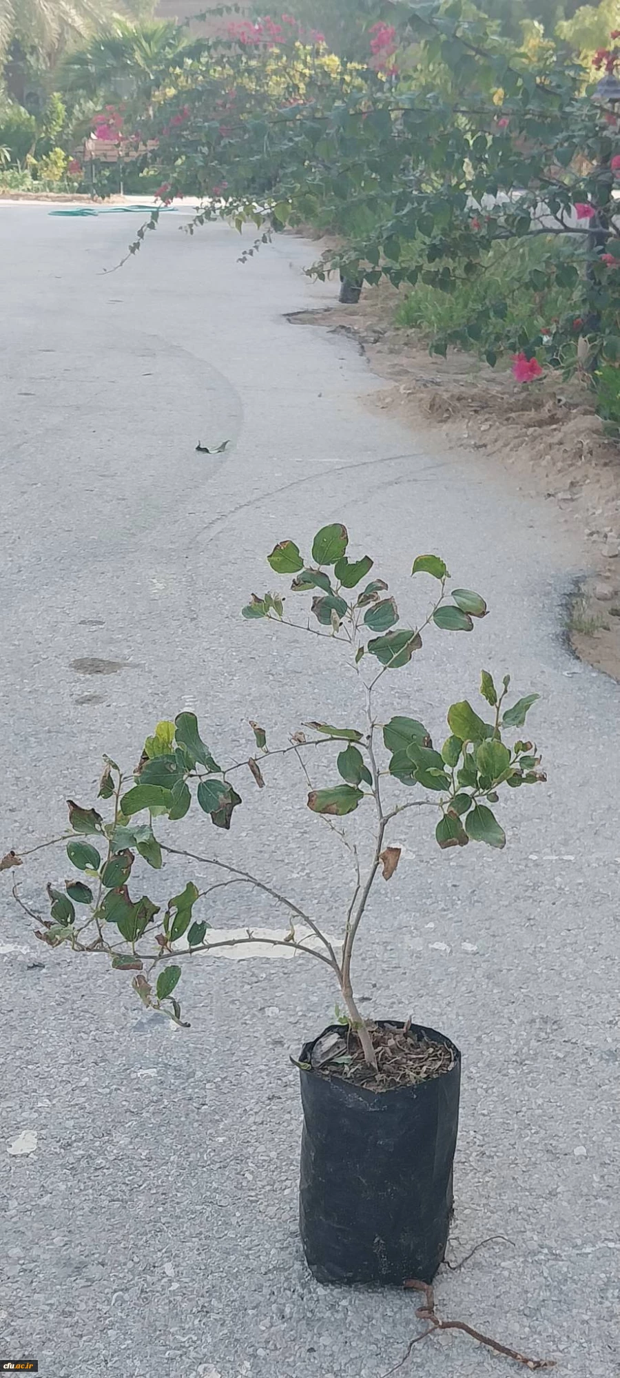 به مناسبت روز درختکاری؛  چندین اصله نهال در پردیس های دانشگاه فرهنگیان استان بوشهر غرس شد 4