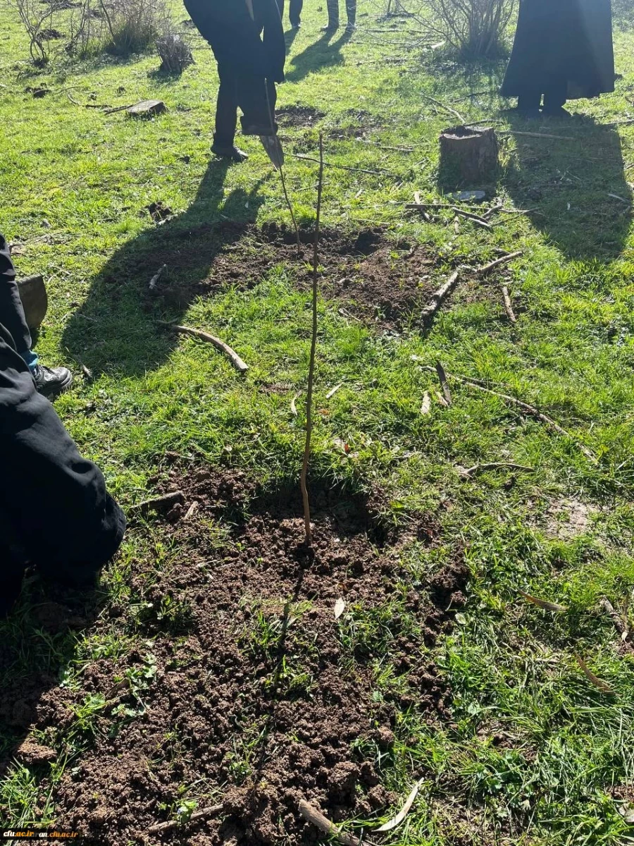 کاشت ۲۰۰ اصله نهال به همت دانشجویان دانشگاه فرهنگیان مازندران 6